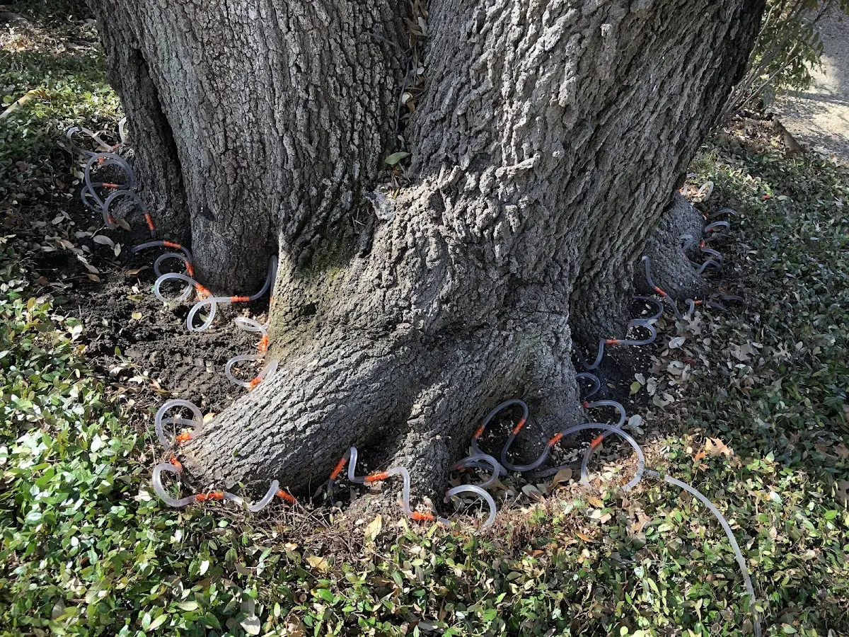 Detailed Tree Cabling and Bracing job site in Utopia