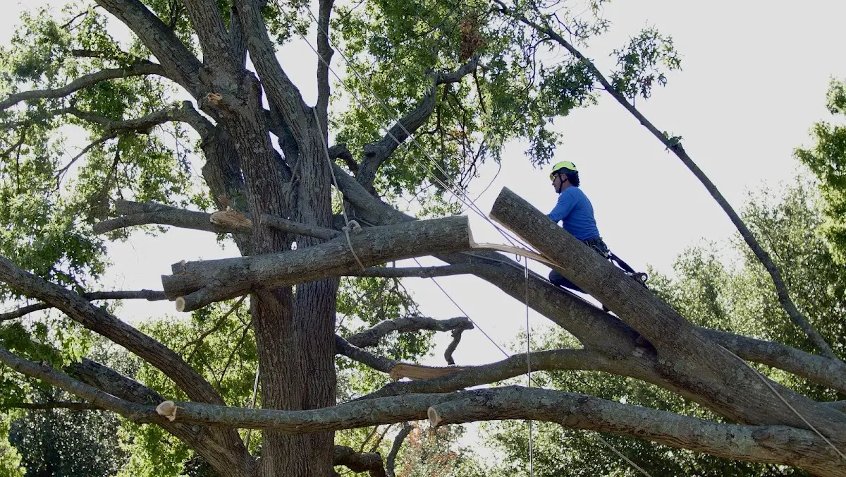 Professional Crown Thinning performed by certified arborists in Utopia
