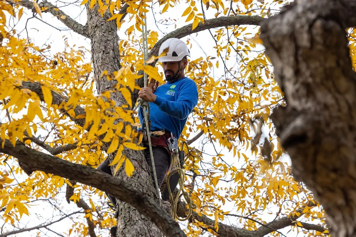 Skilled Storm Damage Cleanup crew working in Utopia